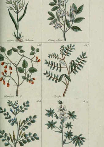 Reproducción/Reproduction 6104010312: Plantes usuelles, indigènes et exotiques Paris :Duprat-Duverger,1809