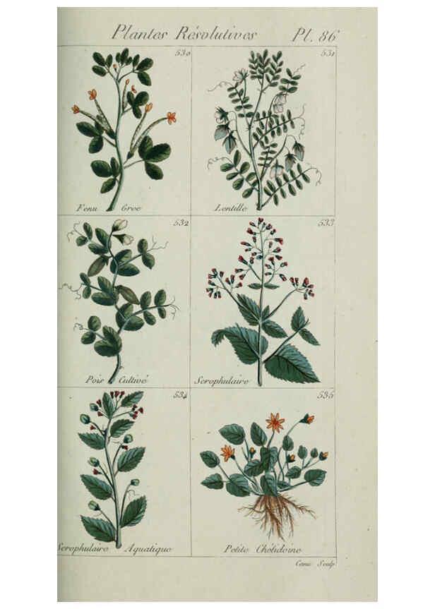 Reproducción/Reproduction 6104010672: Plantes usuelles, indigènes et exotiques Paris :Duprat-Duverger,1809