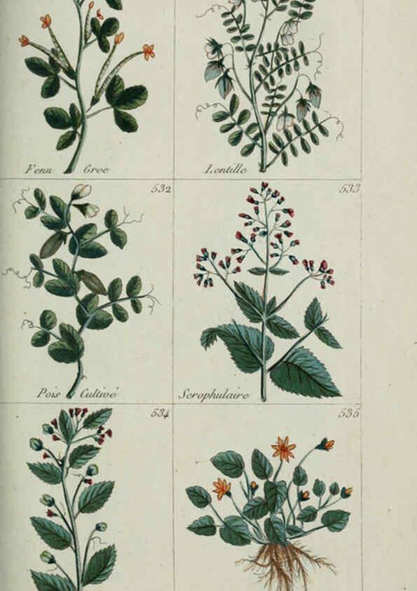 Reproducción/Reproduction 6104010672: Plantes usuelles, indigènes et exotiques Paris :Duprat-Duverger,1809