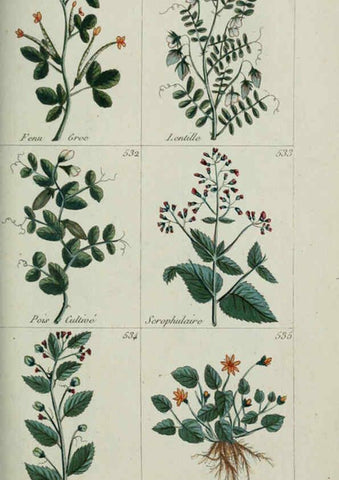 Reproducción/Reproduction 6104010672: Plantes usuelles, indigènes et exotiques Paris :Duprat-Duverger,1809