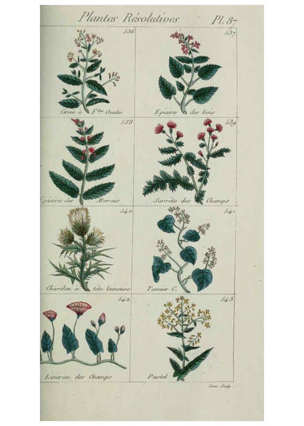 Reproducción/Reproduction 6103464139: Plantes usuelles, indigènes et exotiques Paris :Duprat-Duverger,1809