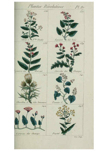 Reproducción/Reproduction 6103464139: Plantes usuelles, indigènes et exotiques Paris :Duprat-Duverger,1809