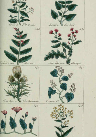 Reproducción/Reproduction 6103464139: Plantes usuelles, indigènes et exotiques Paris :Duprat-Duverger,1809