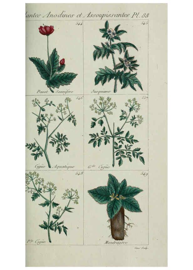 Reproducción/Reproduction 6104011216: Plantes usuelles, indigènes et exotiques Paris :Duprat-Duverger,1809