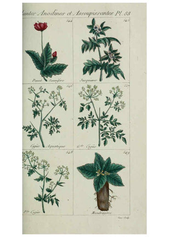 Reproducción/Reproduction 6104011216: Plantes usuelles, indigènes et exotiques Paris :Duprat-Duverger,1809