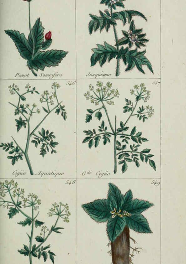 Reproducción/Reproduction 6104011216: Plantes usuelles, indigènes et exotiques Paris :Duprat-Duverger,1809