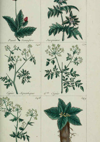 Reproducción/Reproduction 6104011216: Plantes usuelles, indigènes et exotiques Paris :Duprat-Duverger,1809