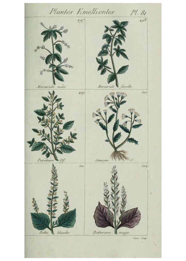 Reproducción/Reproduction 6104009336: Plantes usuelles, indigènes et exotiques Paris :Duprat-Duverger,1809