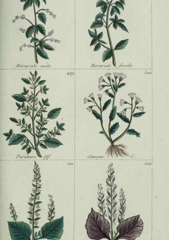 Reproducción/Reproduction 6104009336: Plantes usuelles, indigènes et exotiques Paris :Duprat-Duverger,1809
