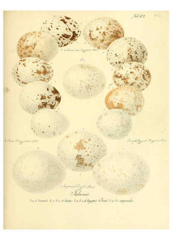 Reproducción/Reproduction 6106189042: Zur Fortpflanzungsgeschichte der gesammten Vögel Dresden,[1856?]