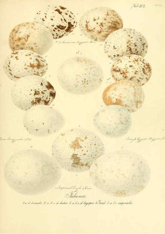 Reproducción/Reproduction 6106189042: Zur Fortpflanzungsgeschichte der gesammten Vögel Dresden,[1856?]