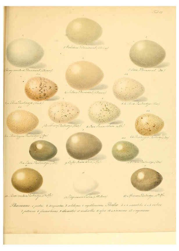 Reproducción/Reproduction 6106182366: Zur Fortpflanzungsgeschichte der gesammten Vögel Dresden,[1856?]