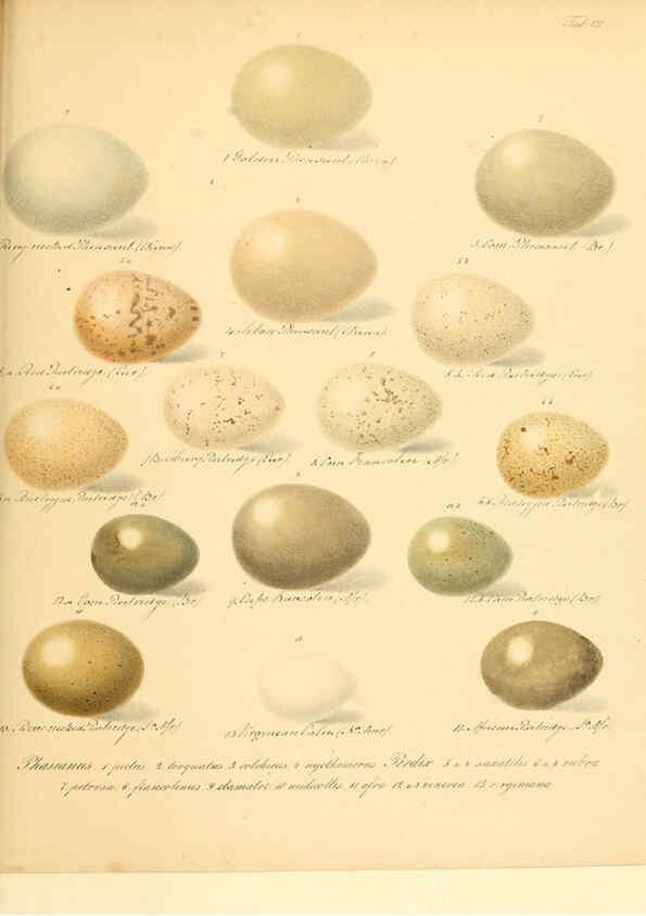 Reproducción/Reproduction 6106182366: Zur Fortpflanzungsgeschichte der gesammten Vögel Dresden,[1856?]