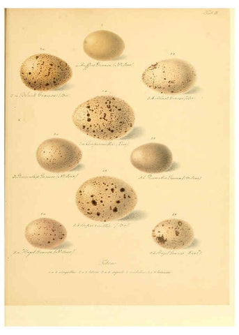 Reproducción/Reproduction 6106182734: Zur Fortpflanzungsgeschichte der gesammten Vögel Dresden,[1856?]