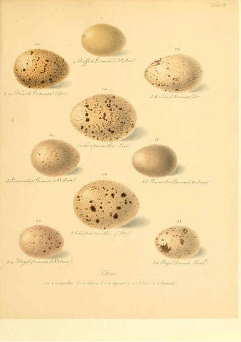 Reproducción/Reproduction 6106182734: Zur Fortpflanzungsgeschichte der gesammten Vögel Dresden,[1856?]