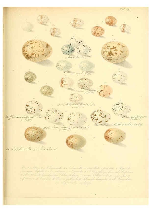 Reproducción/Reproduction 6105641931: Zur Fortpflanzungsgeschichte der gesammten Vögel Dresden,[1856?]