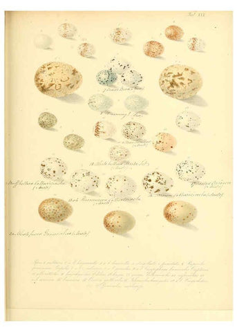 Reproducción/Reproduction 6105641931: Zur Fortpflanzungsgeschichte der gesammten Vögel Dresden,[1856?]