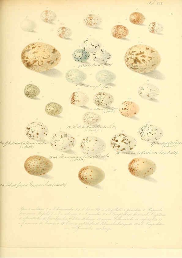 Reproducción/Reproduction 6105641931: Zur Fortpflanzungsgeschichte der gesammten Vögel Dresden,[1856?]