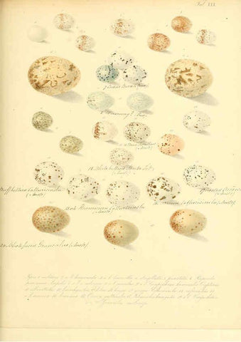 Reproducción/Reproduction 6105641931: Zur Fortpflanzungsgeschichte der gesammten Vögel Dresden,[1856?]