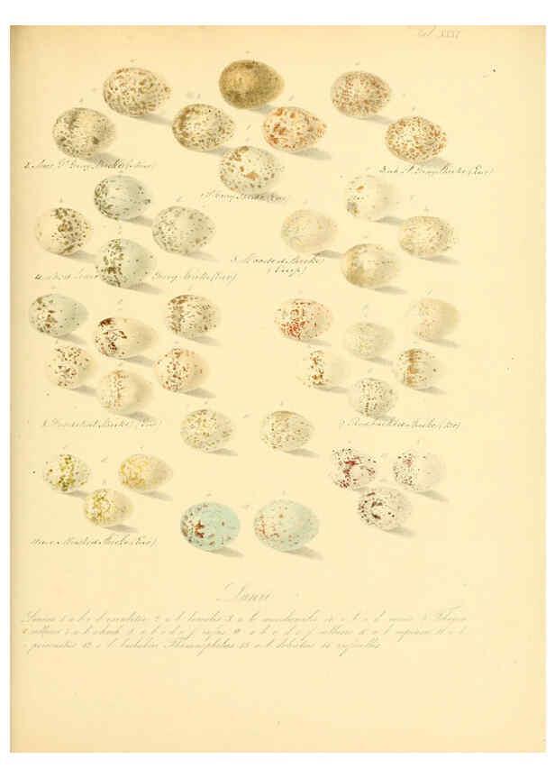 Reproducción/Reproduction 6106186422: Zur Fortpflanzungsgeschichte der gesammten Vögel Dresden,[1856?]