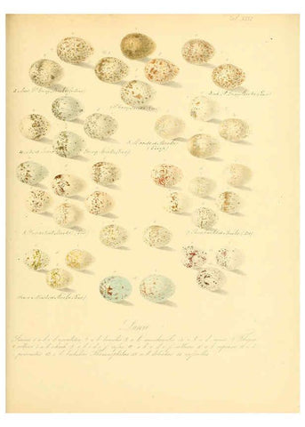 Reproducción/Reproduction 6106186422: Zur Fortpflanzungsgeschichte der gesammten Vögel Dresden,[1856?]