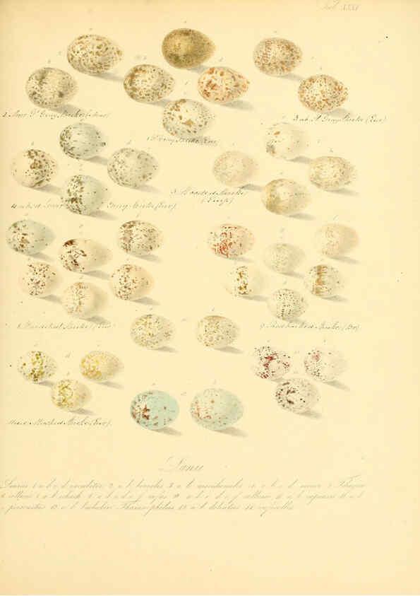 Reproducción/Reproduction 6106186422: Zur Fortpflanzungsgeschichte der gesammten Vögel Dresden,[1856?]
