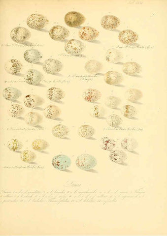 Reproducción/Reproduction 6106186422: Zur Fortpflanzungsgeschichte der gesammten Vögel Dresden,[1856?]