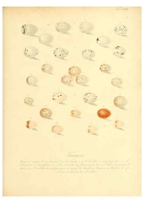 Reproducción/Reproduction 6106186628: Zur Fortpflanzungsgeschichte der gesammten Vögel Dresden,[1856?]