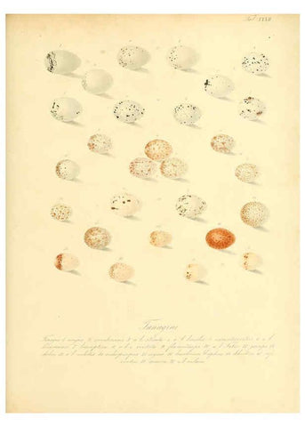 Reproducción/Reproduction 6106186628: Zur Fortpflanzungsgeschichte der gesammten Vögel Dresden,[1856?]
