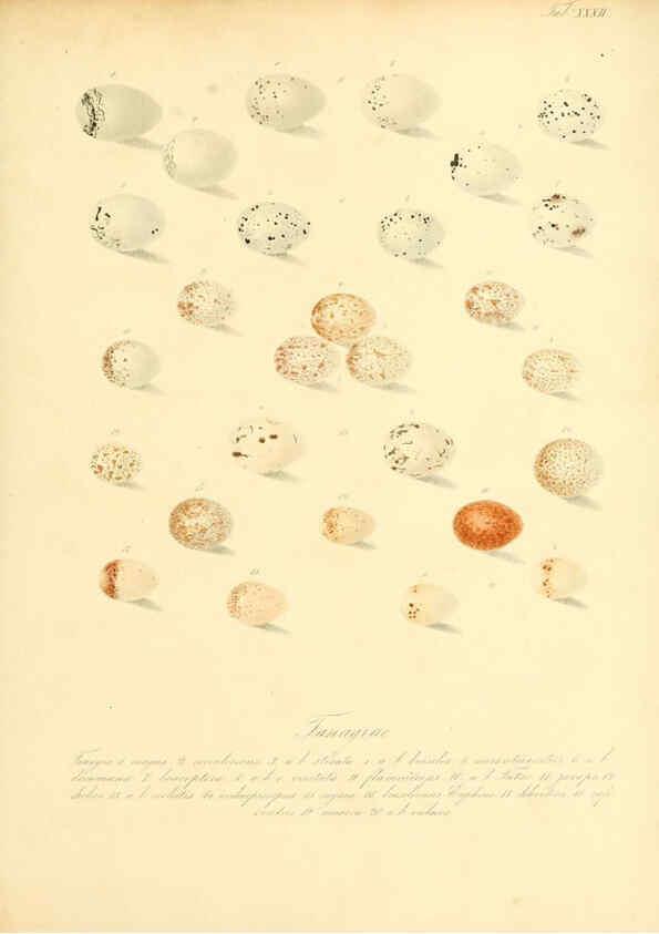 Reproducción/Reproduction 6106186628: Zur Fortpflanzungsgeschichte der gesammten Vögel Dresden,[1856?]