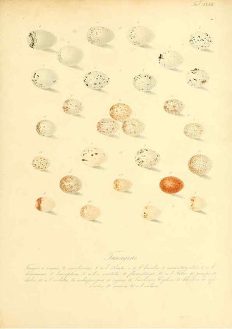 Reproducción/Reproduction 6106186628: Zur Fortpflanzungsgeschichte der gesammten Vögel Dresden,[1856?]