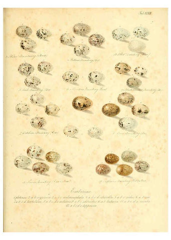 Reproducción/Reproduction 6106186762: Zur Fortpflanzungsgeschichte der gesammten Vögel Dresden,[1856?]
