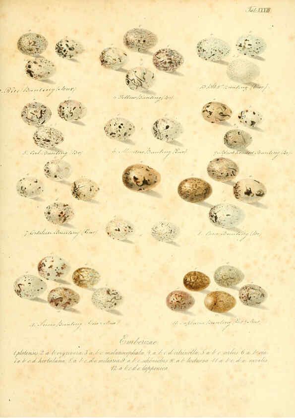 Reproducción/Reproduction 6106186762: Zur Fortpflanzungsgeschichte der gesammten Vögel Dresden,[1856?]