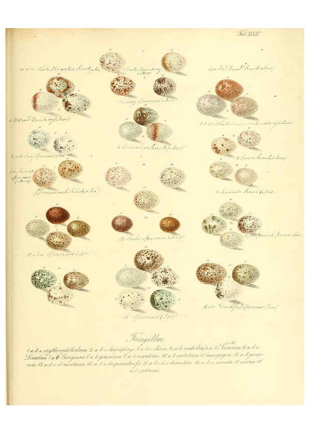 Reproducción/Reproduction 6105642617: Zur Fortpflanzungsgeschichte der gesammten Vögel Dresden,[1856?]