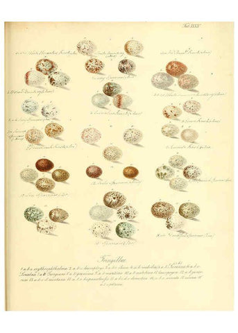 Reproducción/Reproduction 6105642617: Zur Fortpflanzungsgeschichte der gesammten Vögel Dresden,[1856?]