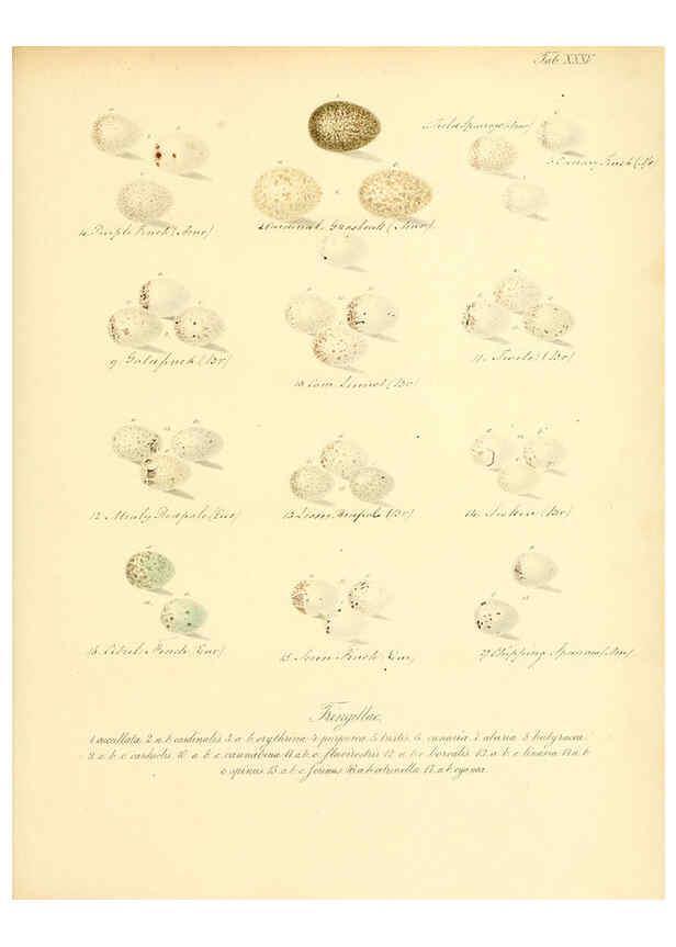Reproducción/Reproduction 6105642751: Zur Fortpflanzungsgeschichte der gesammten Vögel Dresden,[1856?]