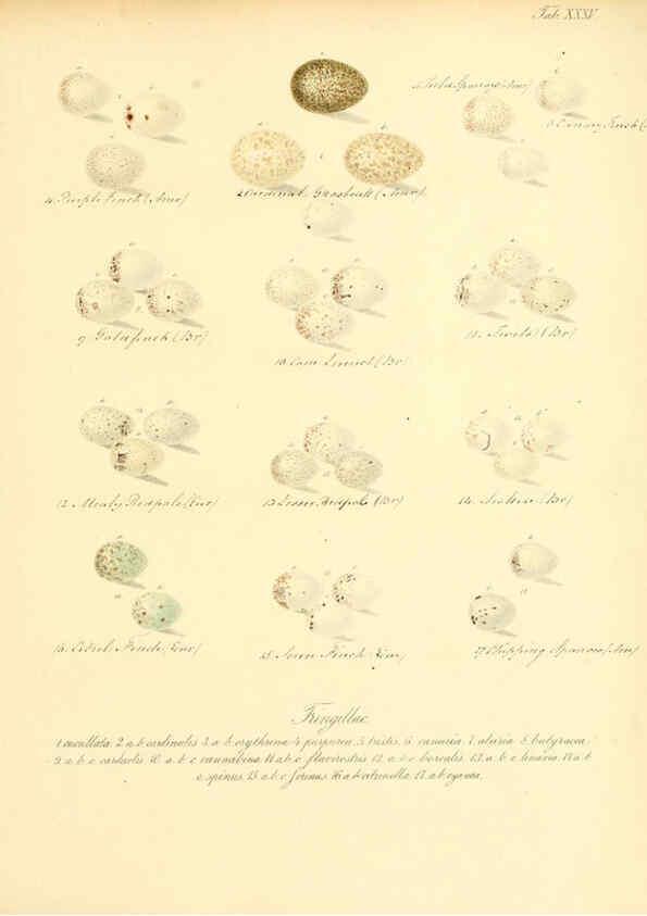 Reproducción/Reproduction 6105642751: Zur Fortpflanzungsgeschichte der gesammten Vögel Dresden,[1856?]