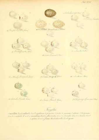 Reproducción/Reproduction 6105642751: Zur Fortpflanzungsgeschichte der gesammten Vögel Dresden,[1856?]