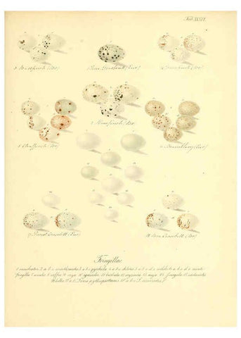 Reproducción/Reproduction 6106187246: Zur Fortpflanzungsgeschichte der gesammten Vögel Dresden,[1856?]