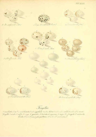 Reproducción/Reproduction 6106187246: Zur Fortpflanzungsgeschichte der gesammten Vögel Dresden,[1856?]