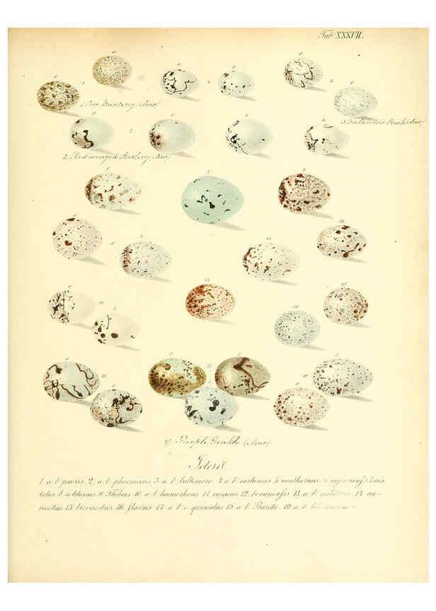 Reproducción/Reproduction 6105643033: Zur Fortpflanzungsgeschichte der gesammten Vögel Dresden,[1856?]
