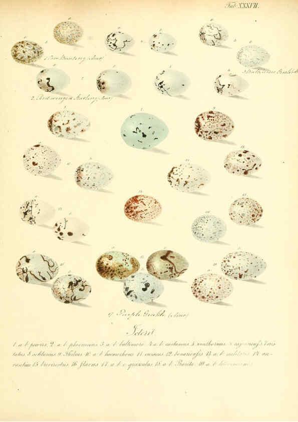 Reproducción/Reproduction 6105643033: Zur Fortpflanzungsgeschichte der gesammten Vögel Dresden,[1856?]