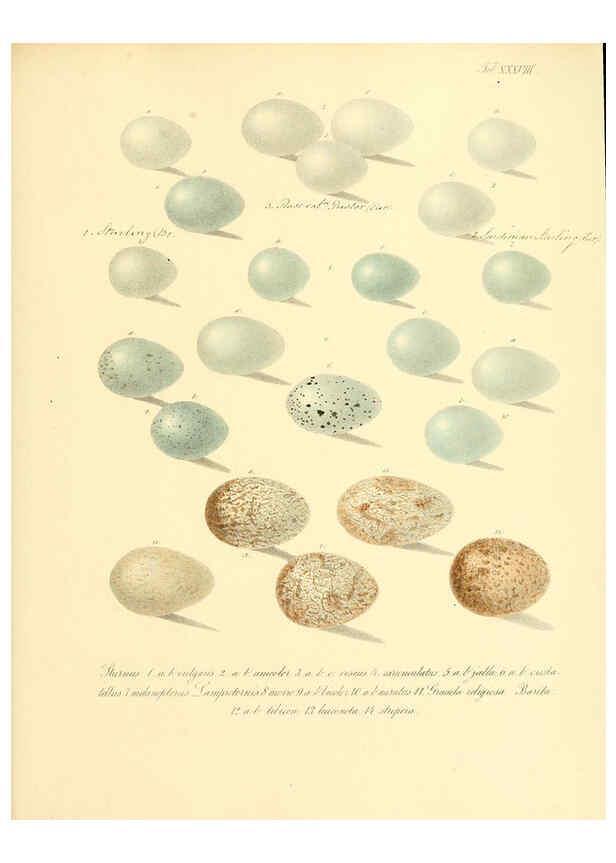 Reproducción/Reproduction 6105643161: Zur Fortpflanzungsgeschichte der gesammten Vögel Dresden,[1856?]