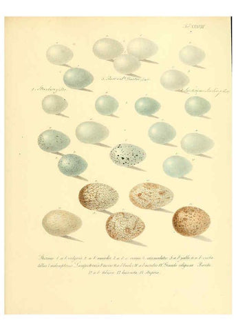 Reproducción/Reproduction 6105643161: Zur Fortpflanzungsgeschichte der gesammten Vögel Dresden,[1856?]