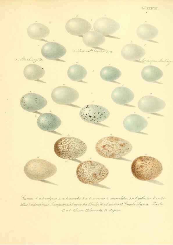 Reproducción/Reproduction 6105643161: Zur Fortpflanzungsgeschichte der gesammten Vögel Dresden,[1856?]