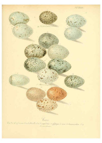 Reproducción/Reproduction 6106187758: Zur Fortpflanzungsgeschichte der gesammten Vögel Dresden,[1856?]