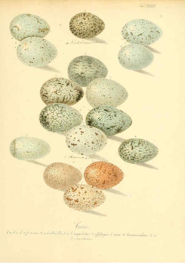 Reproducción/Reproduction 6106187758: Zur Fortpflanzungsgeschichte der gesammten Vögel Dresden,[1856?]