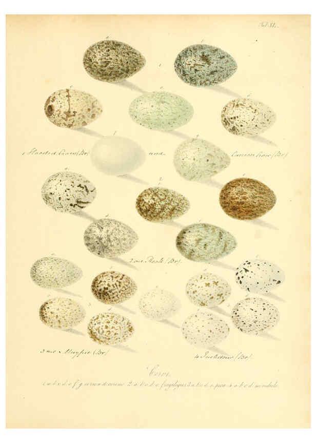 Reproducción/Reproduction 6105643719: Zur Fortpflanzungsgeschichte der gesammten Vögel Dresden,[1856?]
