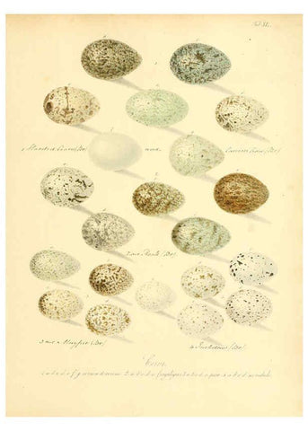 Reproducción/Reproduction 6105643719: Zur Fortpflanzungsgeschichte der gesammten Vögel Dresden,[1856?]