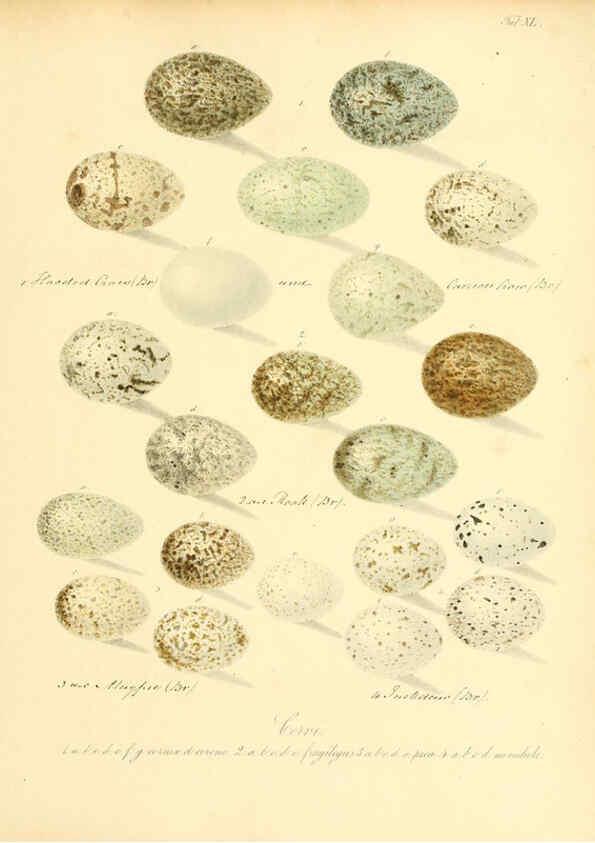 Reproducción/Reproduction 6105643719: Zur Fortpflanzungsgeschichte der gesammten Vögel Dresden,[1856?]